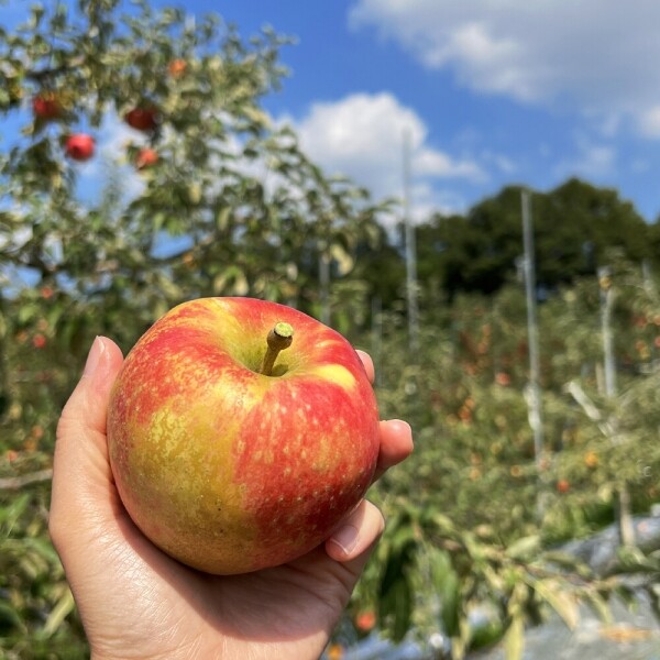 우주스토어,[06/18 5시 OPEN][핫딜] 경북 산지직송 가정용 부사 사과
