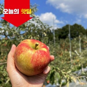 [06/18 5시 OPEN][핫딜] 경북 산지직송 가정용 부사 사과